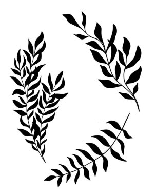 Botanik dövmesi çizimi. Güzel dal bitkisi. Botanik element şablonu. Siluet dalı dekoratif botanik tasarımı