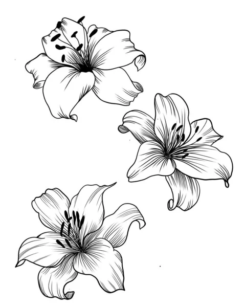 Krásná černobílá kytice lilie izolované na pozadí. Ruční kreslení. design blahopřání a pozvání na svatbu, narozeniny, Valentýna, Den matek a jiné svátky — Stock fotografie
