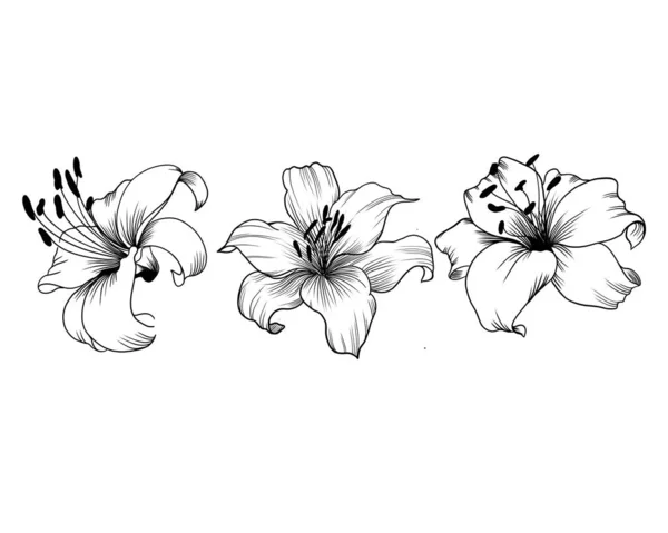 Set of detailed sketches of lily flower. botany tattoo.lily isolated on background. design greeting card — Stock Photo, Image