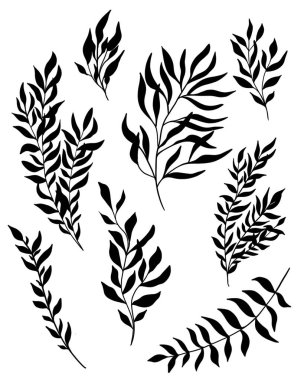 Büyük bir bitki ve bitki seti. Beyaz arka planda izole edilmiş güzel siyah çizgili ipli bitki çizimi. Grafik tasarımı için botanik element şablonu, düğün dekoru, tekstil