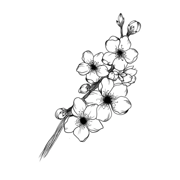 Kvetoucí Větev Meruňky Detailní Design Skica Bílém Pozadí Nápad Tetování — Stock fotografie