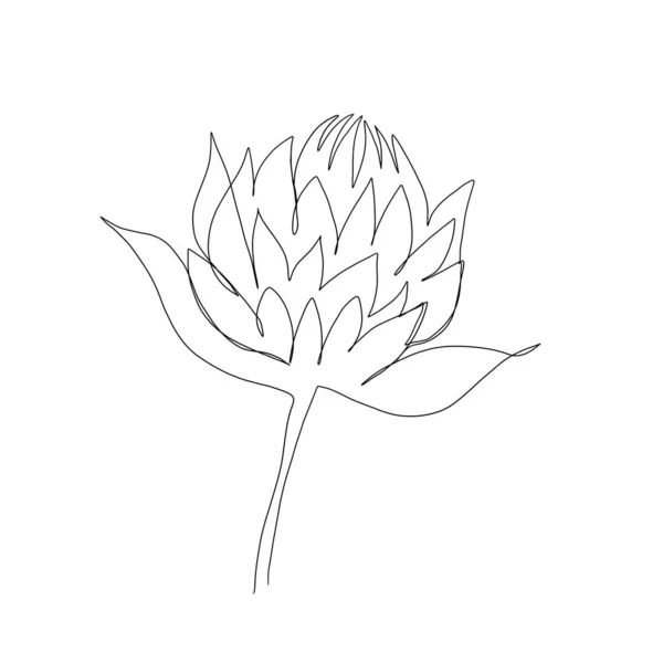 Dibujo de líneas de arte de flores. set line art planta alcachofa. boceto minimalismo, idea para la invitación, diseño de historias de instagram y destaca iconos —  Fotos de Stock