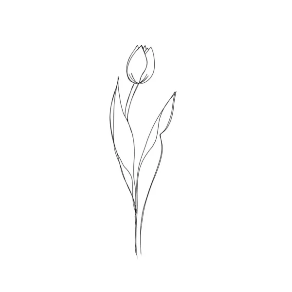 Tulipa Flor Linha Contínua Desenho Uma Linha Arte Linha Editável — Fotografia de Stock