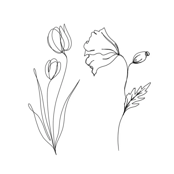 Tulipa Papoila Flores Linha Contínua Desenho Uma Linha Arte Linha — Fotografia de Stock