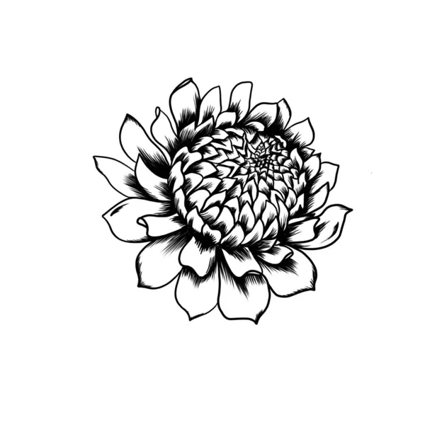 Fiore di crisantemo. Disegno di linee. Illustrazione in bianco e nero. Schizzo dettagliato del tatuaggio — Foto Stock