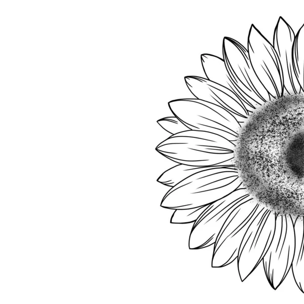 Croquis détaillé d'un tournesol. belle idée pour un tatouage de fleur. design de tournesol pour invitation. Illustration de croquis à main levée. — Photo