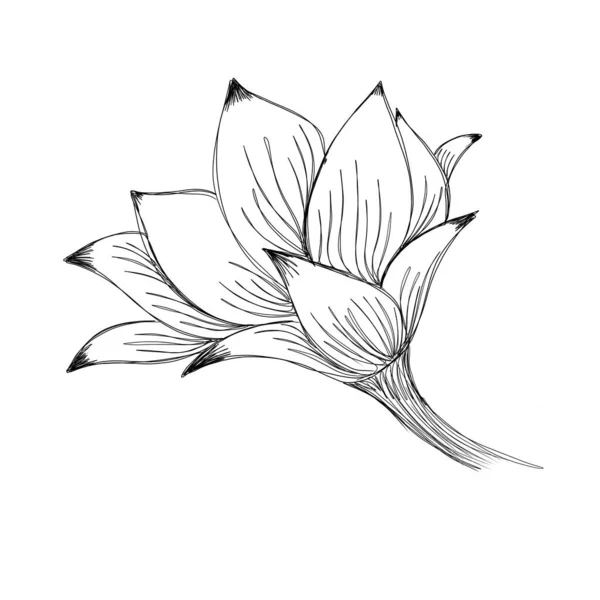 Croquis détaillé d'une fleur de magnolia — Photo