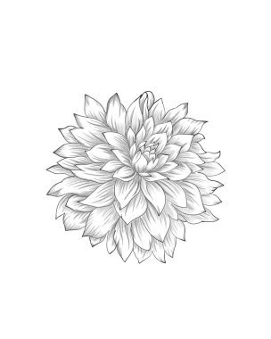 Kasımpatı kendi ellerinle yap. Çiçek dövmesi bir çizgi sanat tarzında son derece ayrıntılı. Çiçek dövmesi fikri. Beyaz arkaplanda siyah beyaz resimler.