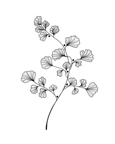 Ręcznie Rysowane Ginkgo Biloba Odejść Zarys Liścia Miłorzębu Kwiaty Egzotyczne — Zdjęcie stockowe
