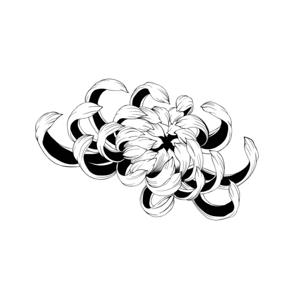 Schizzo Dettagliato Crisantemo Floreale Primo Piano Sfondo Bianco — Foto Stock