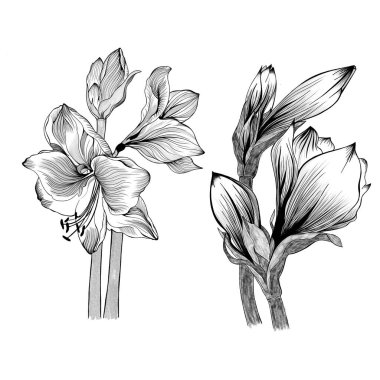 Amaryllis hippeastrum zambak çiçeği siyah-beyaz çizim çizimini izole etti. Bahar çiçeği çiçek yaprağı elementi. tasarım çizimi. Satır biçimi.