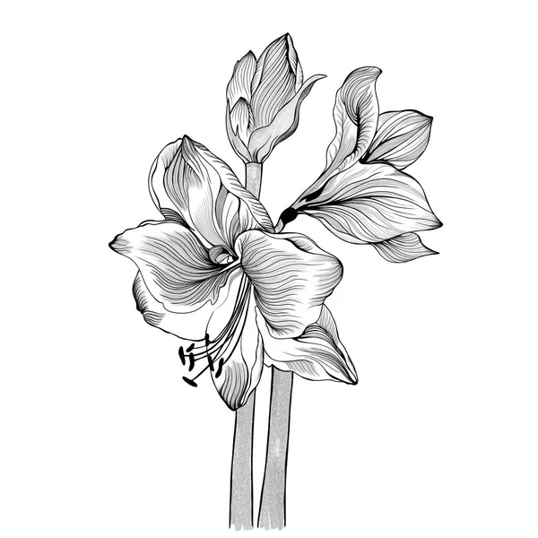 Amaryllis hippeastrum lilly flower isolierte schwarz-weiße Skizzenzeichnung. Frühling Blumenstrauß Laub Element. Design-Illustration. Linienstil. — Stockfoto