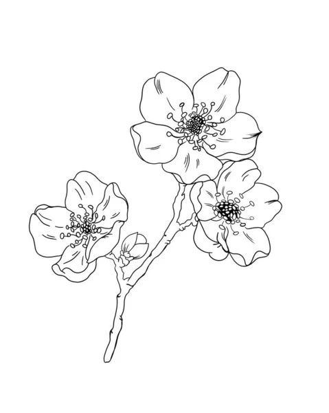 Fiore di mela fiore botanico floreale. Fiore selvatico primaverile isolato. bello fioritura fiori tatuaggio schizzo. Isolato elemento illustrazione fiori su sfondo bianco. — Foto Stock