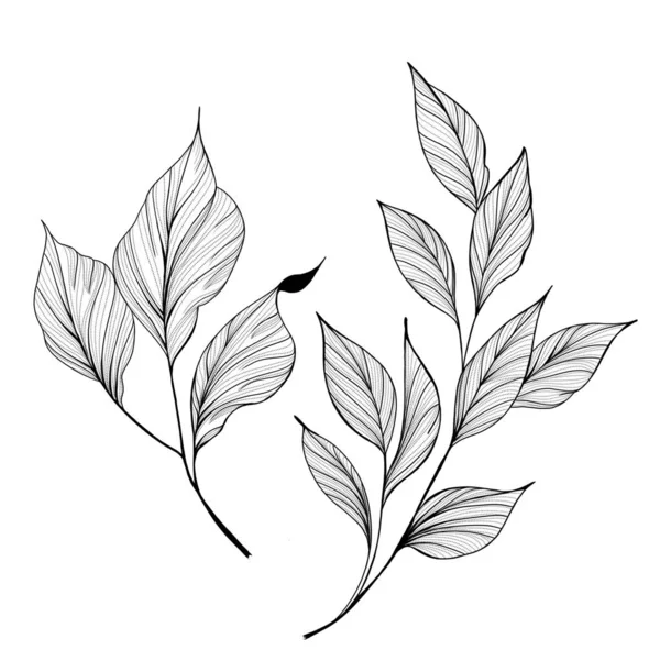 Szkic tatuażu botanicznego - piękna gałązka roślin. Szablon elementu botanicznego do projektowania graficznego, dekoracji ślubnej, tekstyliów, upominków, druku papeterii — Zdjęcie stockowe