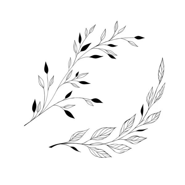 Красива Чорна Рука Контурна Квіткова Мотузка Ілюстрація Трави Ізольована Білому — стокове фото