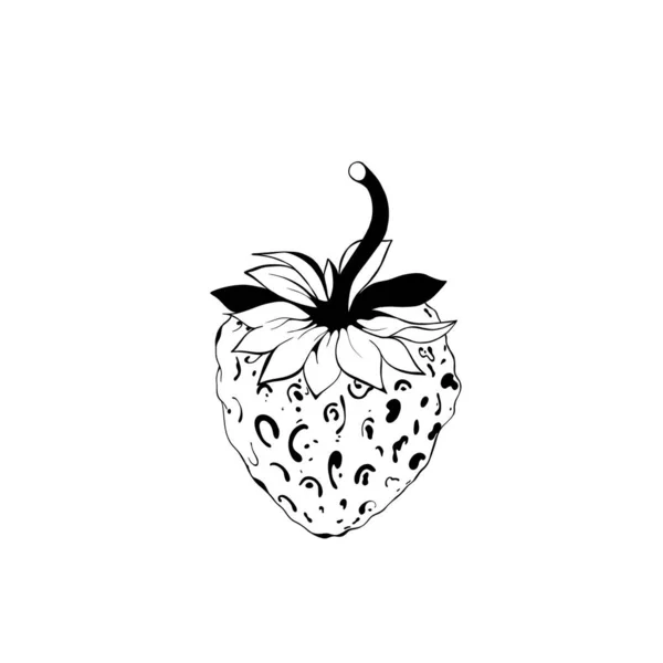 Boceto Una Fresa Deliciosas Fresas Jugosas Diseño Frutas Aislado Primer — Foto de Stock