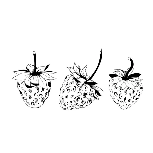 Sketch Strawberry Delicious Juicy Strawberries Fruit Design Isolated Close Strawberry — 스톡 사진