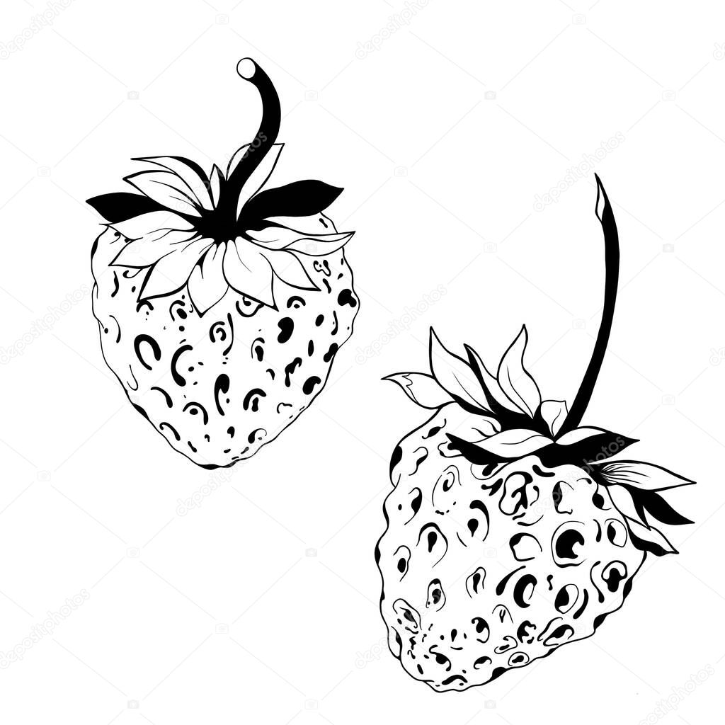 sketch of a strawberry. delicious juicy strawberries - fruit design isolated close-up. strawberry logo idea