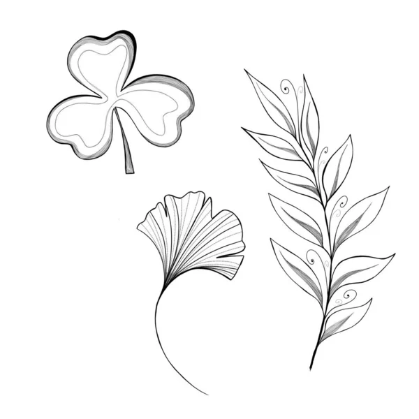 Set Hand Drawn Plants Ginkgo Cleve Leaf Twig Leaves Botanical — 스톡 사진