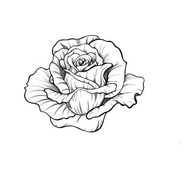 detailed sketch of rose flower with leaves. botanical sketch rose tattoo. Hand drawing. 
