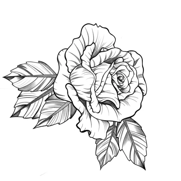 Schizzo Dettagliato Fiore Rosa Con Foglie Disegno Botanico Rosa Tatuaggio — Foto Stock