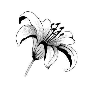 arka plan üzerinde izole güzel tek renkli siyah ve beyaz buket lily. Çizilmiş. Tasarım tebrik kartı ve davetiye, düğün, doğum günü, Sevgililer günü, anneler günü ve diğer tatil.