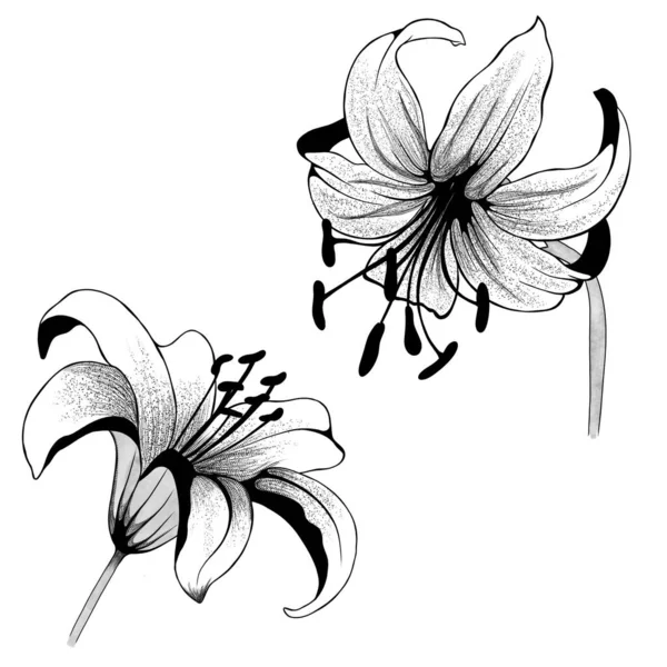 Belo Lírio Bouquet Preto Branco Monocromático Isolado Fundo Desenhado Mão — Fotografia de Stock