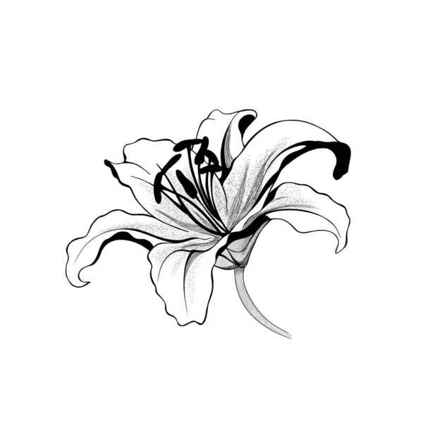 Lily Piękny Bukiet Biało Czarnych Monochromatyczne Białym Tle Tle Ręcznie — Zdjęcie stockowe
