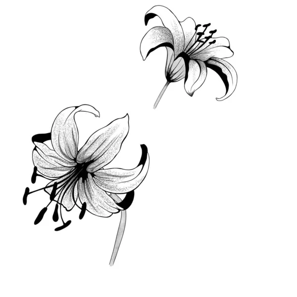 美しいモノクロの白と黒の花束ユリの背景に分離されました 手描き グリーティング カードと招待状結婚式 誕生日 バレンタインデー 母の日 その他の休日を設計します — ストック写真