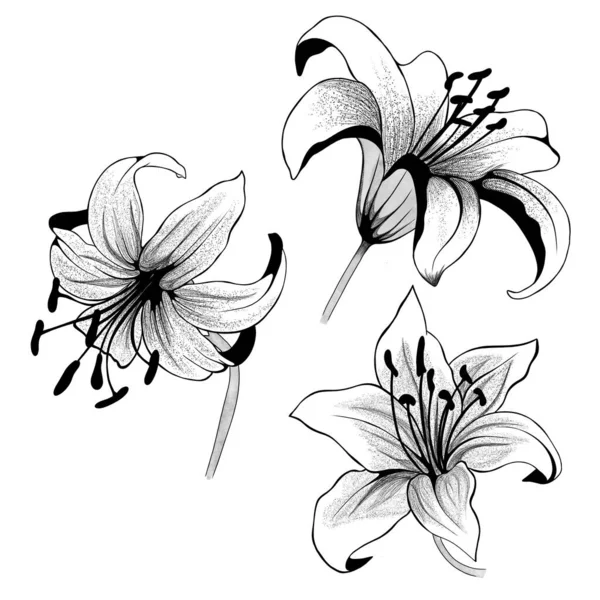 arka plan üzerinde izole güzel tek renkli siyah ve beyaz buket lily. Çizilmiş. Tasarım tebrik kartı ve davetiye, düğün, doğum günü, Sevgililer günü, anneler günü ve diğer tatil.