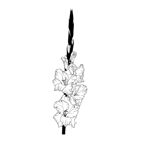 Hand drawn line art gladiolus flower — Fotografia de Stock