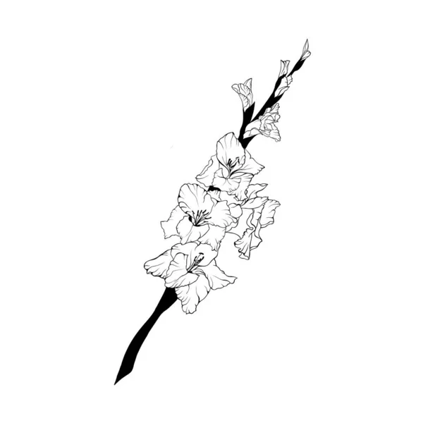 Hand drawn line art gladiolus flower — Photo