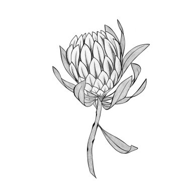protea çiçeği elle çizilmiş. Çiçek dövmesi fikri