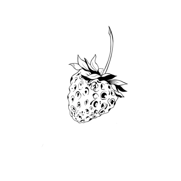 Sketsa stroberi. strawberry lezat yang juicy desain buah terisolasi close-up — Stok Foto