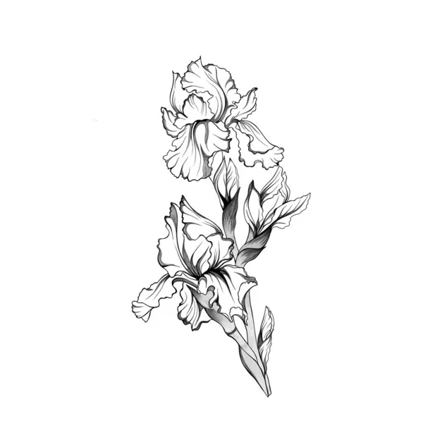 Iris floral βοτανικό λουλούδι χέρι που. Το ανοιξιάτικο άγριο λουλούδι απομονώθηκε. Μαύρο και άσπρο μελάνι χάραξη. Μεμονωμένες ίριδες εικονογράφηση στοιχείο. — Φωτογραφία Αρχείου