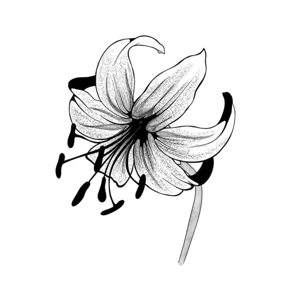 Piękne monochromatyczne czarno-białe lilie bukiet izolowane na tle. Ręcznie rysowane. projekt kartki okolicznościowej i zaproszenia na ślub, urodziny, Walentynki, Dzień Matki i inne święta — Zdjęcie stockowe