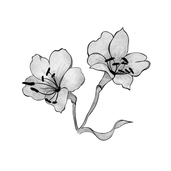 Detailed Sketch Bouquet Alstroemeria Flowers Hand Drawn Design Greeting Card — стоковое фото