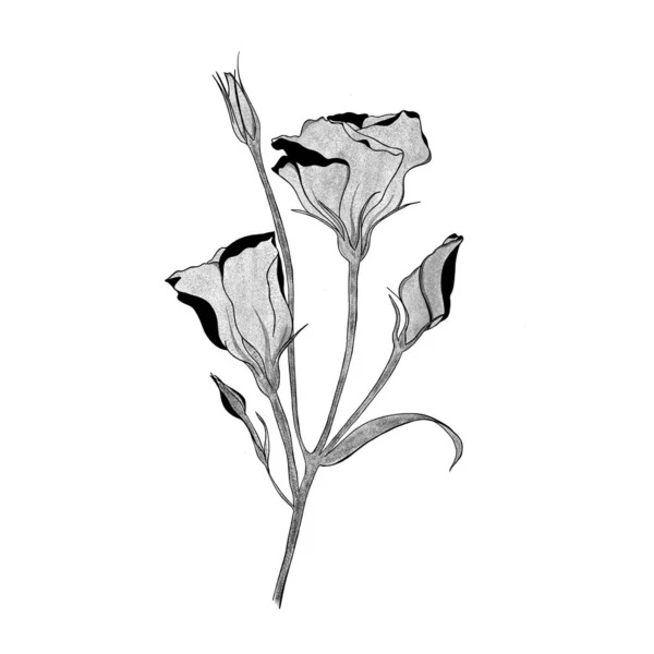 Esboço Detalhado Buquê Flores Eustoma Desenhado Mão Cartão Saudação Design — Fotografia de Stock