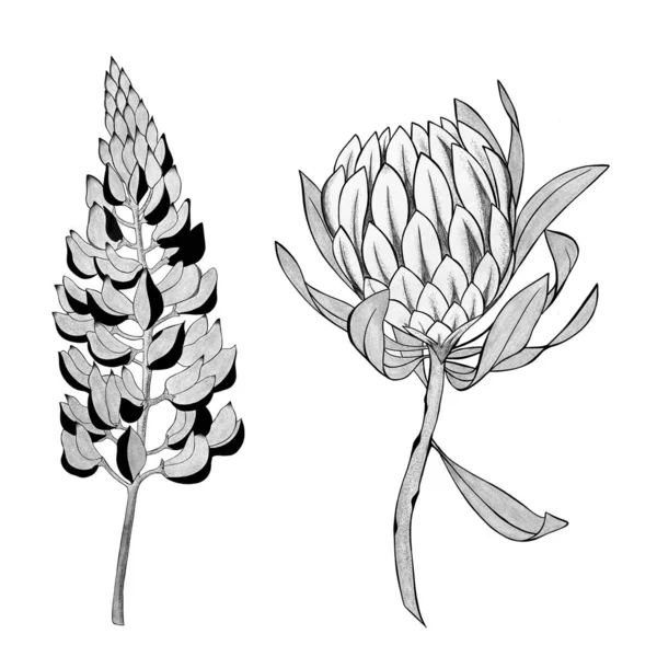 Detailed Sketch Lupine Flower Exotic Protea Flower Hand Drawn Design — стокове фото