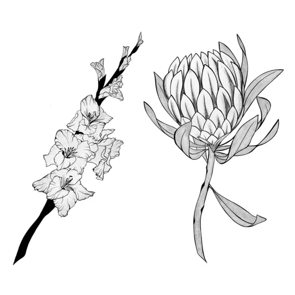 Gladiolus Çiçeği Egzotik Protea Çiçeğinin Detaylı Çizimi Elle Çizilmiş Tasarım — Stok fotoğraf