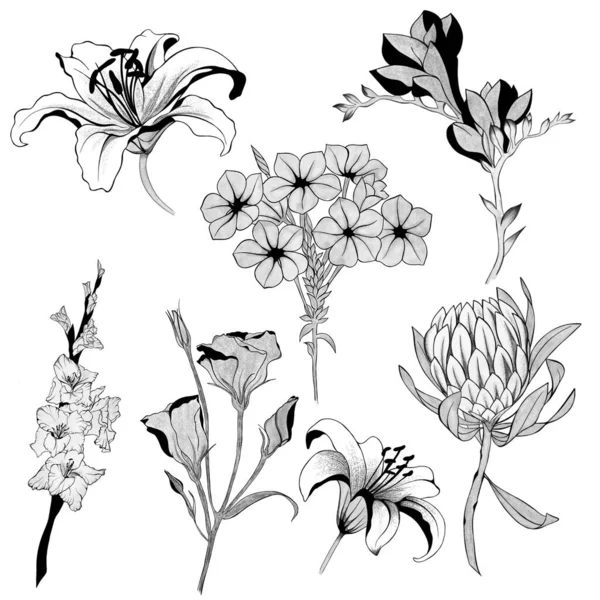 Seperangkat Besar Bunga Sketsa Gambar Tangan Desain Kartu Ucapan Dan — Stok Foto