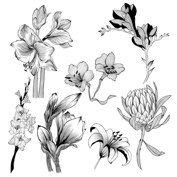 Big Set Flowers Sketches Hand Drawn Design Greeting Card Invitation — Foto Stock