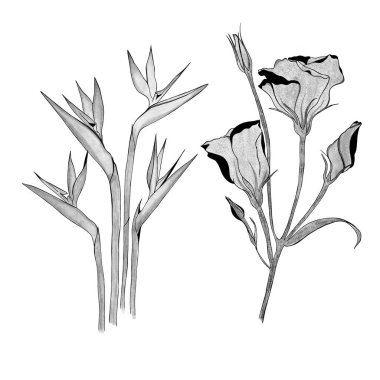 Egzotik strelitzia çiçeği ve Eustoma çiçeğinin detaylı çizimi. Elle çizilmiş. tasarım tebrik kartı ve düğün davetiyesi, doğum günü, sevgililer günü, anneler günü ve diğer tatiller..