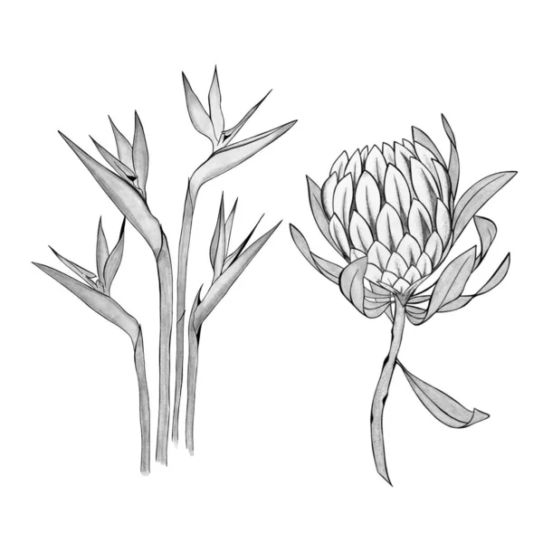 Detailed Sketch Strelitzia Flower Exotic Protea Flower Hand Drawn Design — Foto Stock