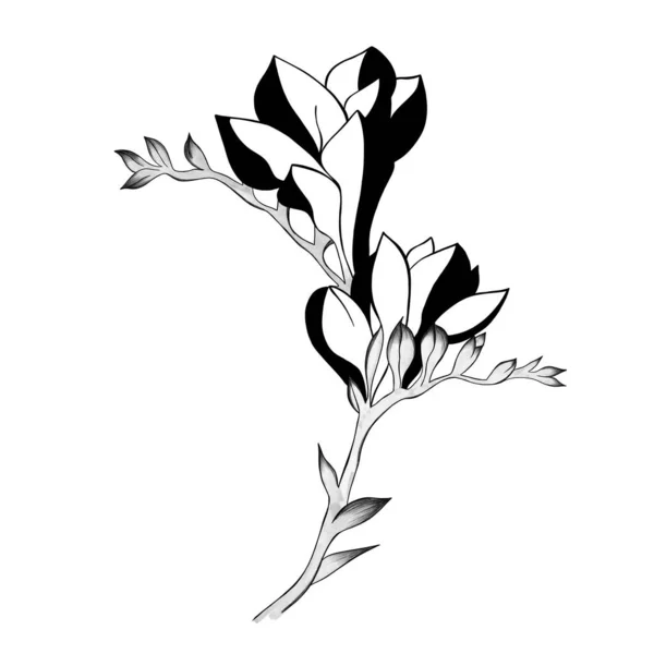 Esboço Detalhado Uma Flor Desenhado Mão Cartão Saudação Design Convite — Fotografia de Stock