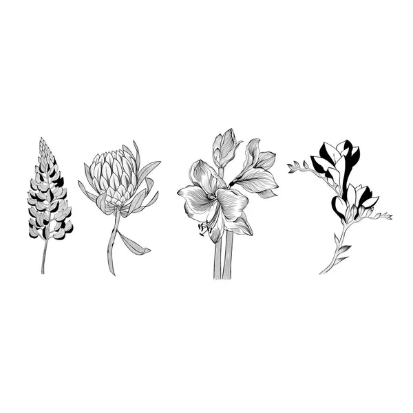 Seperangkat Besar Bunga Sketsa Gambar Tangan Desain Kartu Ucapan Dan — Stok Foto