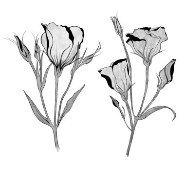 Bir buket Eustoma çiçeğinin detaylı çizimi. Elle çizilmiş. tasarım tebrik kartı ve düğün davetiyesi, doğum günü, sevgililer günü, anneler günü ve diğer tatiller..