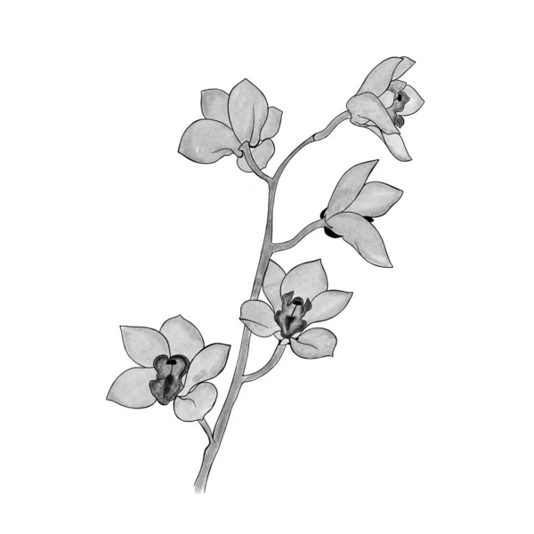 Detailed Sketch Orchid Branch Hand Drawn Design Greeting Card Invitation — Stock fotografie