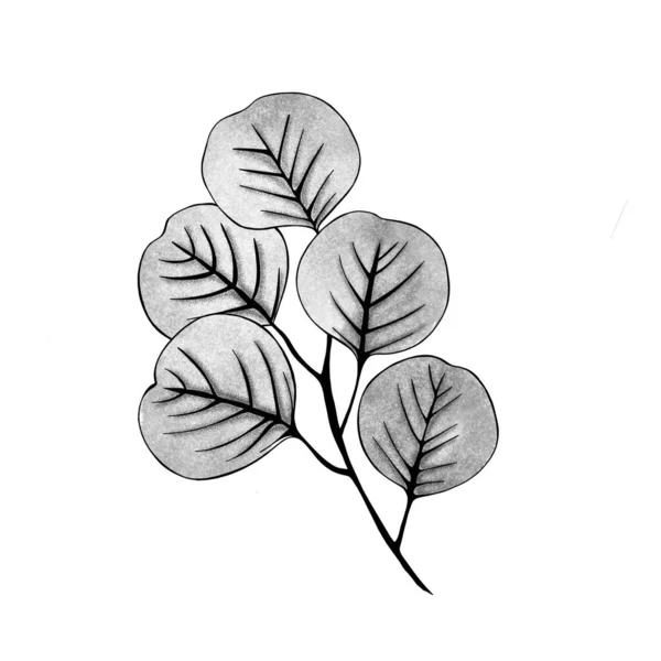 Hand Drawn Ginkgo Biloba Leave Outline Ginkgo Leaf Floral Exotic — Stock Photo, Image