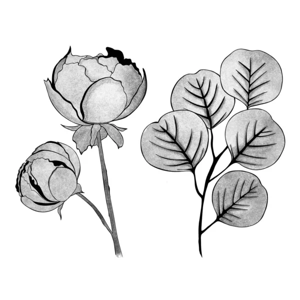 Detailed Sketch Peony Sprig Ginkgo Hand Drawn Design Greeting Card — Stock Photo, Image